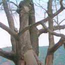 의령 세간리 은행나무 이미지