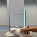 댕스케어센터 | 용인애견호텔 댕스케어, 반려견과 가족들의 최고의 파트너