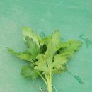 아침농장 이미지