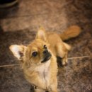 요기가펜션 이미지