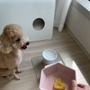 쉘위댕댕 이미지