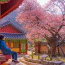 백양사(순천) 이미지