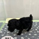 부천애견호텔 멍미텔 이미지