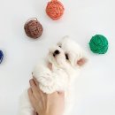 멍스타 김포강아지 분양 이미지