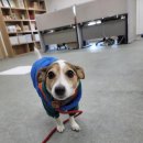 비커밍스튜디오 | 비커밍스튜디오 토리후드 구입 후기 :)