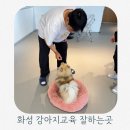울림 반려견 교육센터 | 화성 애견훈련 가능한 놀랑 반려견케어센터에서 강아지교육 후기
