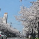 사람이 꽃보다 아름 | 대왕 쫄보의 임신 38주 아름제일병원 제왕절개 후기 및 꿀팁 🥶🤣 (희망후기)