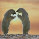 자연-꽃 이미지