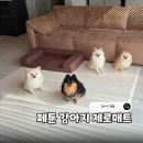 윤앤성인테리어 | 강아지 매트 추천! 페툰 제로매트 미끄럼방지 애견매트 셀프시공 후기