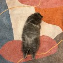 수원-0374 | 수원 실내데이트 어디갈까?｜인계동 무릉냥원 고양이카페 추천 후기