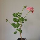 미소빵빵 네이버블로그