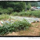 청림민박 이미지