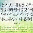 시냇가에심은나무