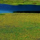 우포늪 생태 사진전 이미지