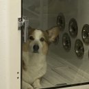 그루밍무무 이미지