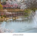 창녕 영산 만년교 이미지