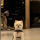 댕댕묭실 이미지