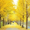 황금물결 이미지