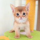 강아지고양이 미유펫 청주점 이미지