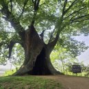 황등면-04 | 철로 사라진 驛舍엔 홀씨 품은 민들레가.. 50년 '비밀의 숲' 엔 영산홍 만발했네(익산 아가페정원)