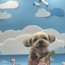 도톨그루밍 이미지