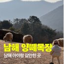 지동목장 | 남해 양떼목장 양마르뜨 언덕 아이랑 체험하기 좋은 곳