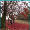 흐린 날씨에 걷고 온 올림픽공원 이미지