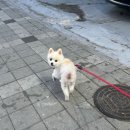 하비나 코지 이미지