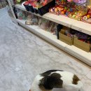 개릉도원 네이버블로그