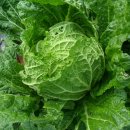 순양농장 이미지