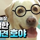 호야 농장 이미지