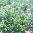 하이농장 이미지