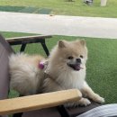 러스틱문 이미지