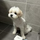 스카이블루 소프트 (SKYBLUE SOFT) | 강아지브러쉬추천 붐펫 강아지 펫브러쉬 후기
