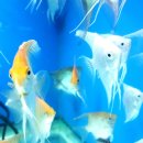 그남자의수족관