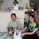 나라라펫 | 🐶 웰시코기 복시리와 함께한 라오스 7년 차! 실전 애견 라이프 &amp; 달라진 분위기