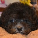 (주)준펫 이미지