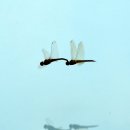 데칼코마니 이미지