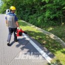 해안동 왕벚나무 네이버블로그
