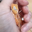 알비노랩 이미지