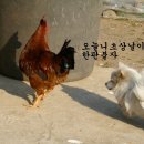 촌닭 이미지