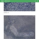 헬릭스동물암센터 | 기생충은 암을 유발한다 = 기생충을 제거하면 암도 사라진다