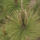 해송4로 이미지