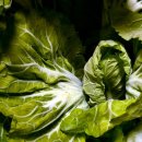 생생농장 이미지