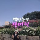 스튜디오도당 | [부천 가볼만한 곳] 부천 백만송이 장미축제, 주차 팁부터 야경 후기까지!