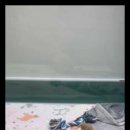 더독스 강아지분양 서울 이미지