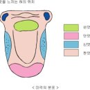 혓바늘이 돋았어요 이미지