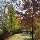 A.P.G | 캠핑 | 봉화 청량산나무네숲캠핑장, 단풍맛집, 낙엽송 P 후기