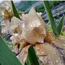 호야공인중개사사무소 이미지