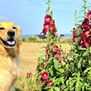 풀하우스펜션 이미지